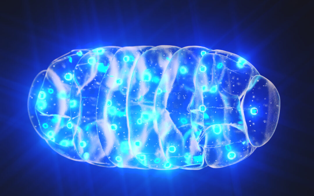 Unlocking the Power of Mitochondria: The Key to Lifelong Health and Energy